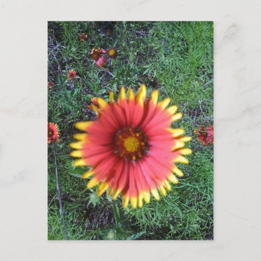 インディアンブラシ ポストカード (正面)