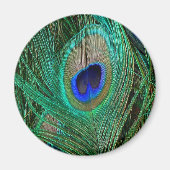 インディアンブルーピーコックフェザー マグネット (正面)