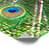 インディアンブルーピーコック ポスター (角)