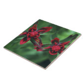 インディアンペイントブラシ,バンフNP,アルベルタ,カナダ2 タイル (側面)