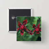 インディアンペイントブラシ，バンフNP，アルベルタ，カナダ2 缶バッジ (正面&裏面)