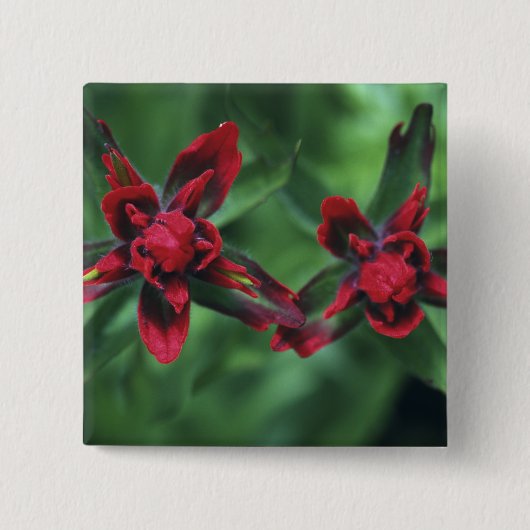 インディアンペイントブラシ，バンフNP，アルベルタ，カナダ2 缶バッジ (正面)