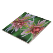 インディアンペイントブラシ，バンフNP，カナダ，アルバータ タイル (側面)