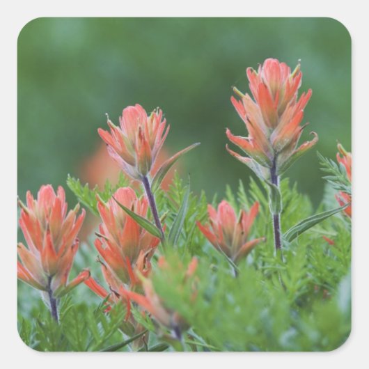 インディアンペイントブラシ， Castilleja miniata, Ouray, スクエアシール (正面)