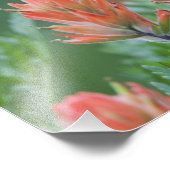 インディアンペイントブラシ， Castilleja miniata, Ouray, フォトプリント (角)