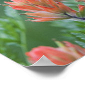 インディアンペイントブラシ， Castilleja miniata, Ouray, ポスター (角)