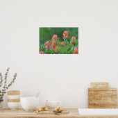 インディアンペイントブラシ， Castilleja miniata, Ouray, ポスター (キッチン)