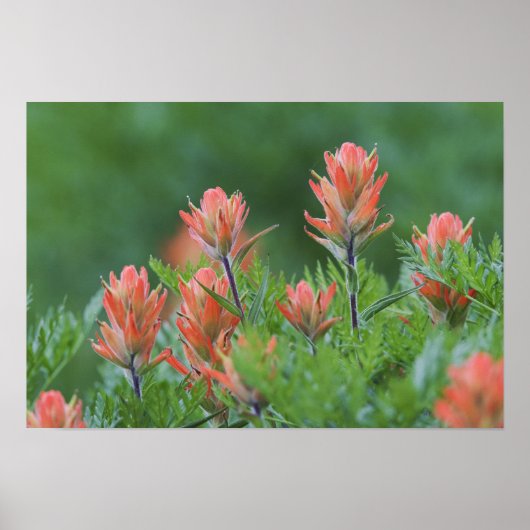 インディアンペイントブラシ， Castilleja miniata, Ouray, ポスター (正面)