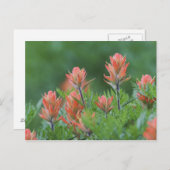 インディアンペイントブラシ， Castilleja miniata, Ouray, ポストカード (正面/裏面)
