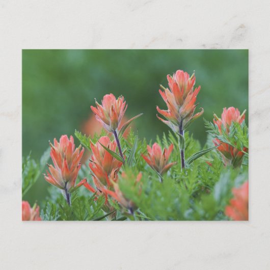 インディアンペイントブラシ， Castilleja miniata, Ouray, ポストカード (正面)