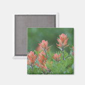 インディアンペイントブラシ， Castilleja miniata, Ouray, マグネット (正面/裏面)