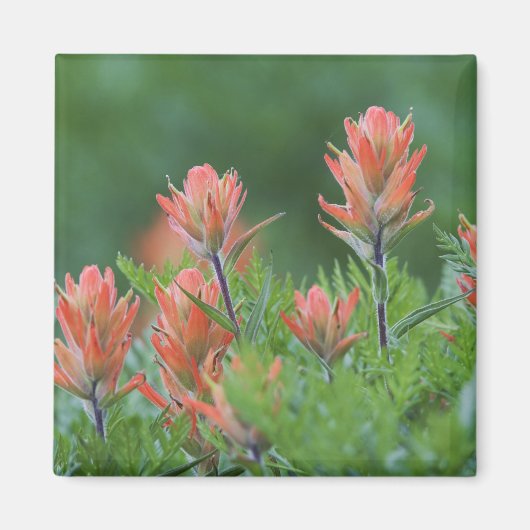 インディアンペイントブラシ， Castilleja miniata, Ouray, マグネット (正面)