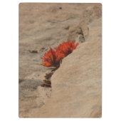 インディアンペイントブラシin岩アットジオン クリップボード (裏面)