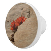 インディアンペイントブラシin岩アットジオン セラミックノブ (右)