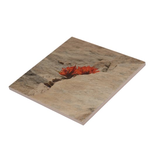 インディアンペイントブラシin岩アットジオン タイル (側面)