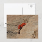 インディアンペイントブラシin岩アットジオン ポストカード (正面/裏面)