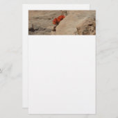 インディアンペイントブラシin岩アットジオン 便箋 (正面/裏面)