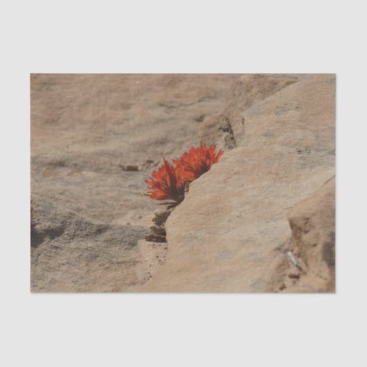 インディアンペイントブラシin岩アットジオン 薄葉紙 (正面)