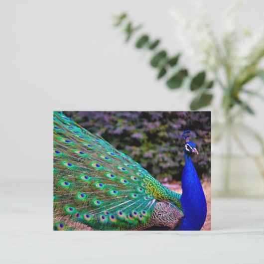 インディアンペフクロウ(パボクリステータス) ポストカード (スタンド正面)