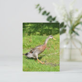 インディアンランナーダック歩く ポストカード (スタンド正面)