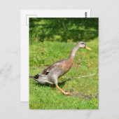 インディアンランナーダック歩く ポストカード (正面/裏面)