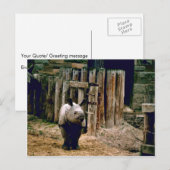 インディアンリノ ポストカード (正面/裏面)