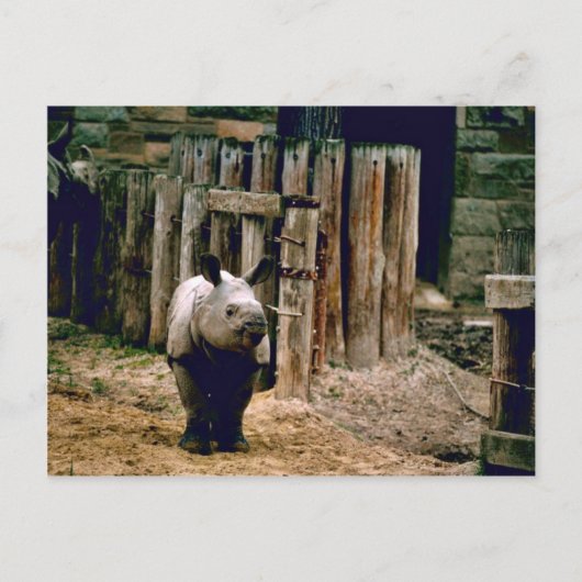 インディアンリノ ポストカード (正面)