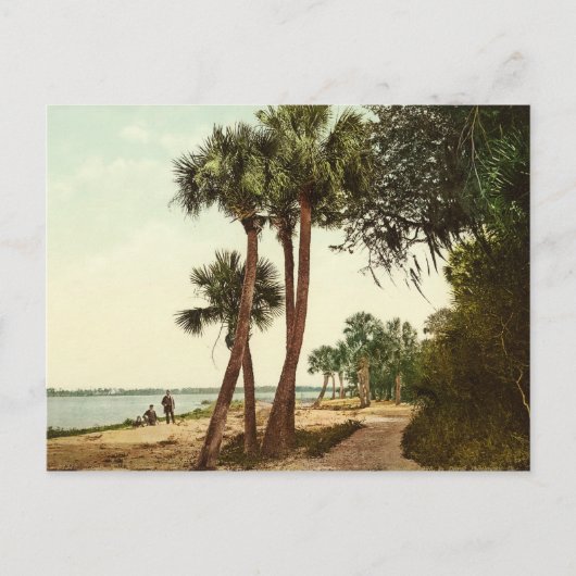 インディアンリバーフロリダ1898ヴィンテージ写真 ポストカード (正面)