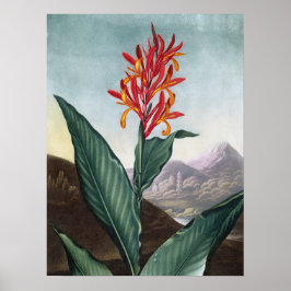 インディアンリード、アンティークプリントby Robert John Thornton ポスター