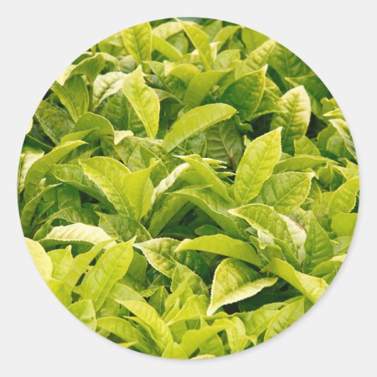 インディアン品種 ラウンドシール (正面)