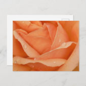 インディアン夏バラはがき シーズンポストカード (正面/裏面)