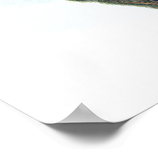 インディアン孔雀 ポスター (角)