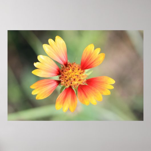 インディアン毛布ポスター ポスター (正面)