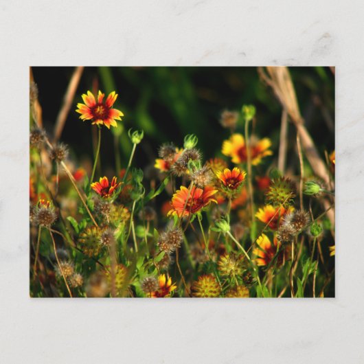 インディアン毛布 ポストカード (正面)