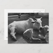 インディアン牛とその子牛が農場に横たわっている ポストカード (正面/裏面)