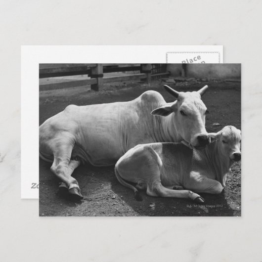 インディアン牛とその子牛が農場に横たわっている ポストカード (正面/裏面)