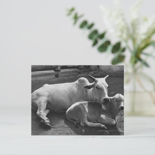 インディアン牛とその子牛が農場に横たわっている ポストカード (スタンド正面)