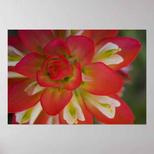 インディアン絵を描ブラシのゲイ丘の近く ポスター (正面)