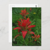 インディアン絵を描ブラシ ポストカード (正面/裏面)