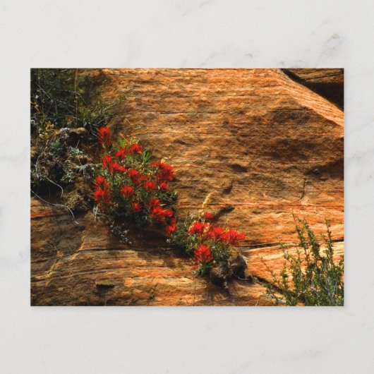 インディアン絵筆はがき ポストカード (正面)