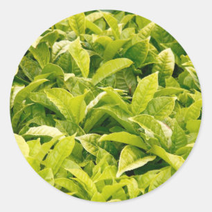 インディアン茶 ラウンドシール