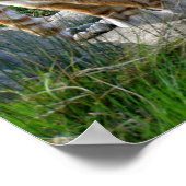 インディアン虎 ポスター (角)