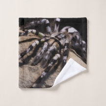 インディアン観賞用タランチュラクモ