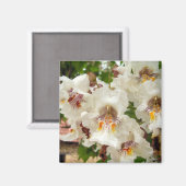 インディアン豆の木の花マグネット マグネット (正面/裏面)