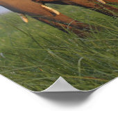 インディアン象の草原、コルベット ポスター (角)