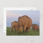 インディアン象の草原、コルベット ポストカード (正面/裏面)