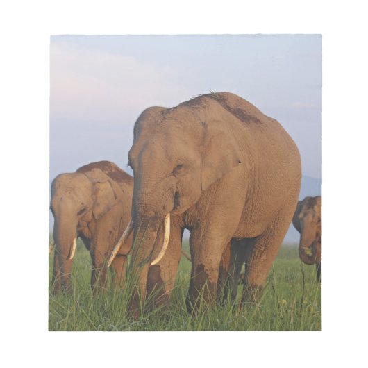 インディアン象の草原 ノートパッド (正面)