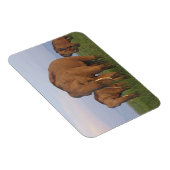 インディアン象の草原 マグネット (右側)