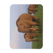 インディアン象の草原 マグネット (縦)