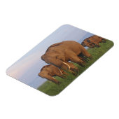 インディアン象の草原 マグネット (左側)